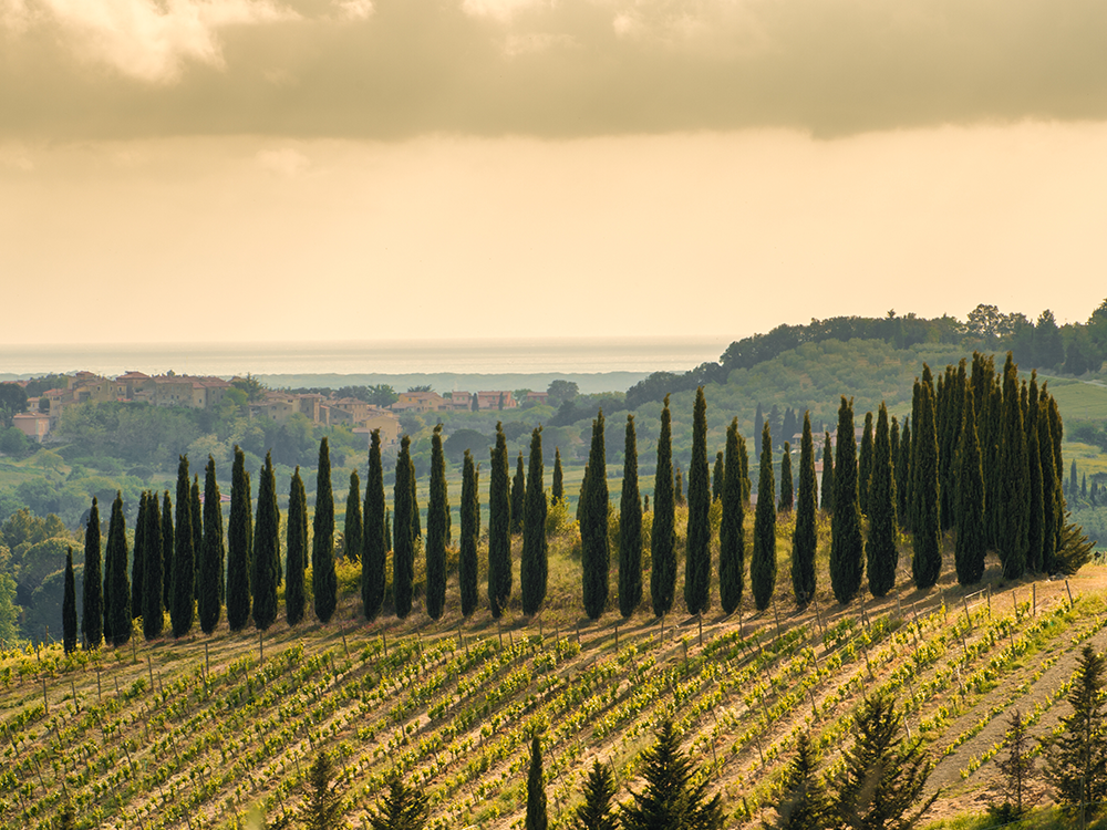 degustazione chianti